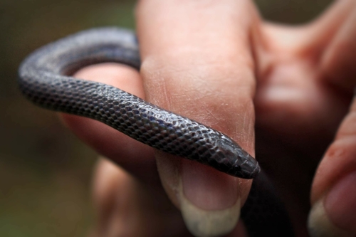 Highland Earth Snake