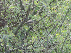 Stigmatura budytoides