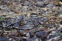 Sarcothalia crispata