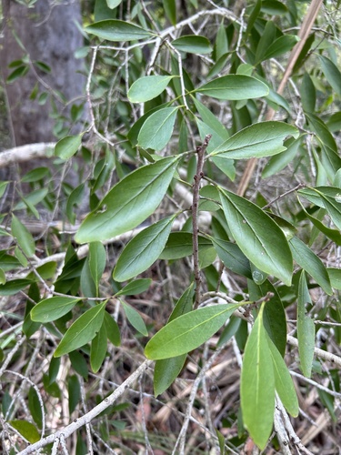 Denhamia disperma observed 2023-11-09
