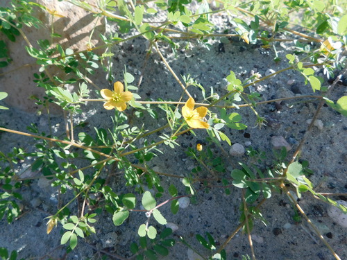 California caltrop (Kallstroemia californica)