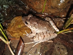 Limnonectes microdiscus