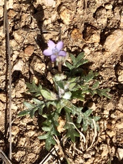 Gilia mexicana