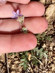 Gilia mexicana