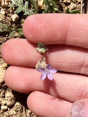 Gilia mexicana