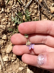 Gilia mexicana