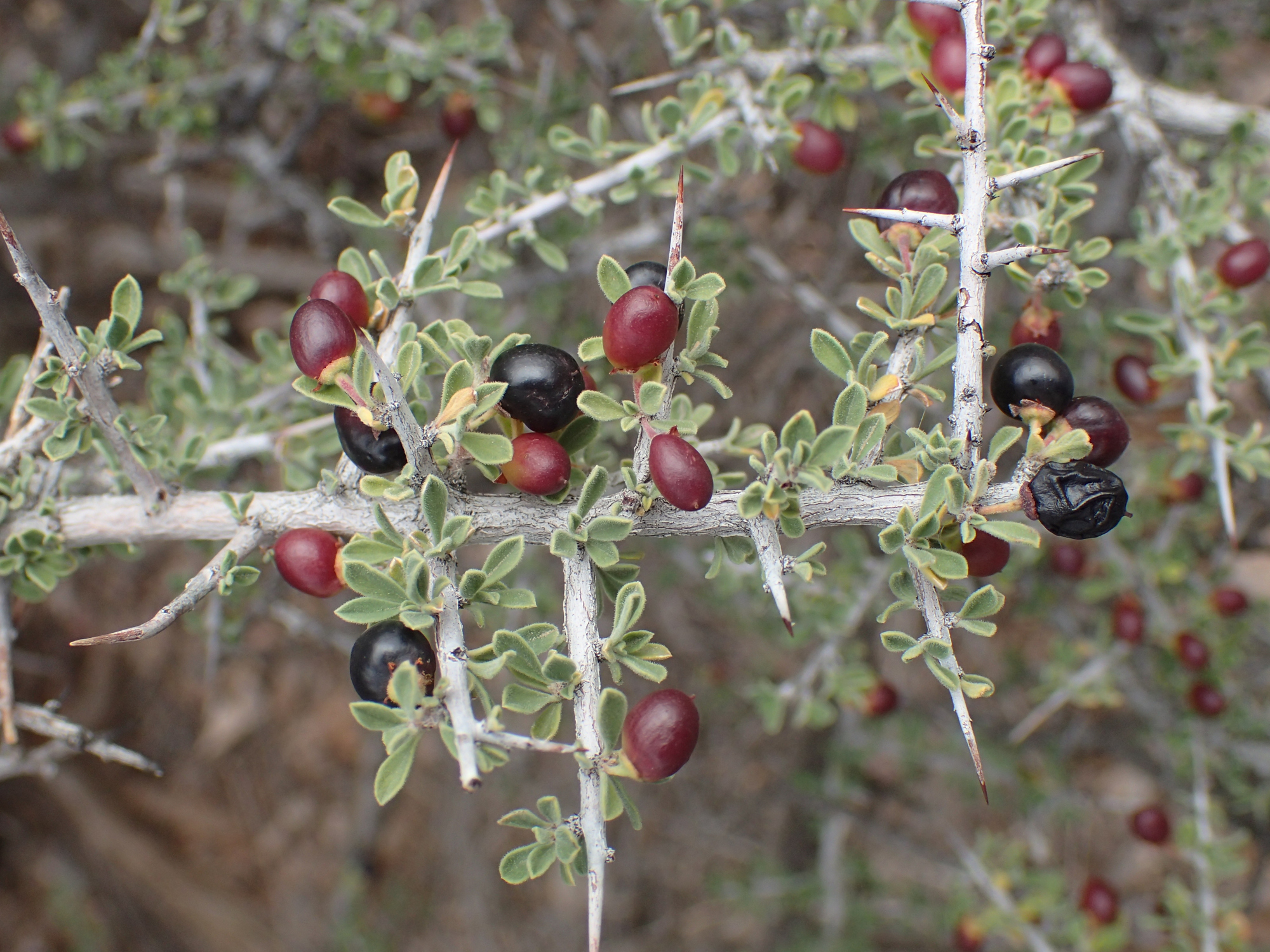 Condalia warnockii
