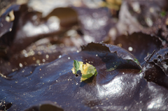 Sarcothalia crispata