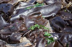 Sarcothalia crispata