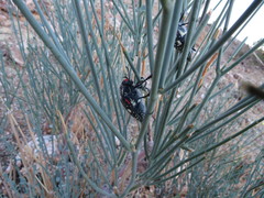 Julodis humeralis