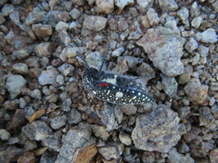 Julodis humeralis