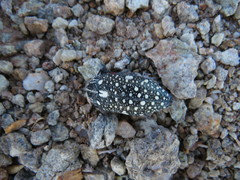 Julodis humeralis