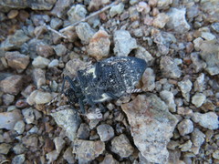 Julodis humeralis