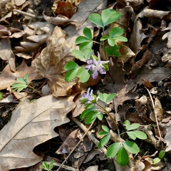 Corydalis pumila