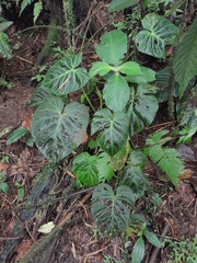 Philodendron verrucosum image