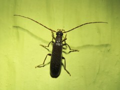 Sparedrus aspersus