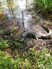 Alligator mississippiensis