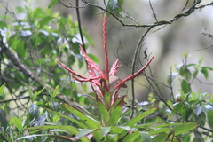 Lampornis amethystinus