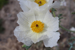 Argemone chisosensis