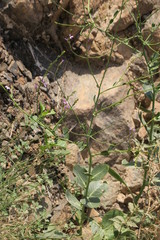 Physorhynchus chamaerapistrum