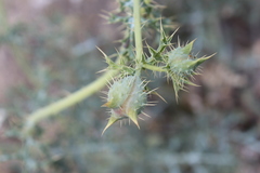 Argemone chisosensis