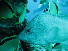 Dermatolepis dermatolepis