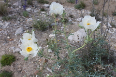 Argemone chisosensis