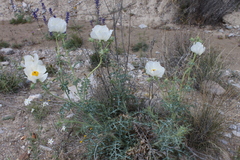 Argemone chisosensis