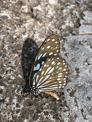 Tirumala limniace limniace