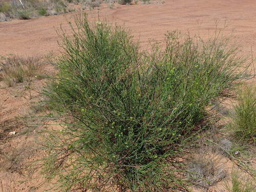Glischrocaryon flavescens, 2023-08-28