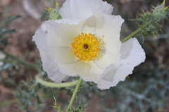 Argemone chisosensis