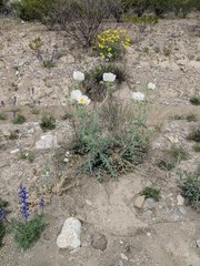 Argemone chisosensis