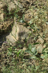 Physorhynchus chamaerapistrum