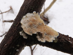 Mycoacia aurea