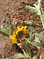 Helianthus laciniatus