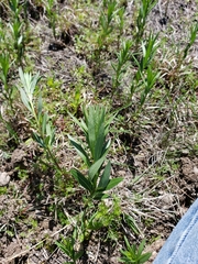 Plectocephalus americanus