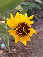 Helianthus laciniatus