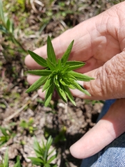 Plectocephalus americanus