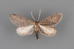 Glaucina erroraria
