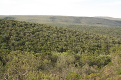 Euphorbia triangularis