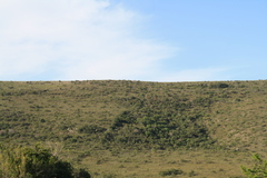 Euphorbia triangularis