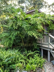 Chamaedorea microspadix