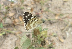 Burnsius adepta