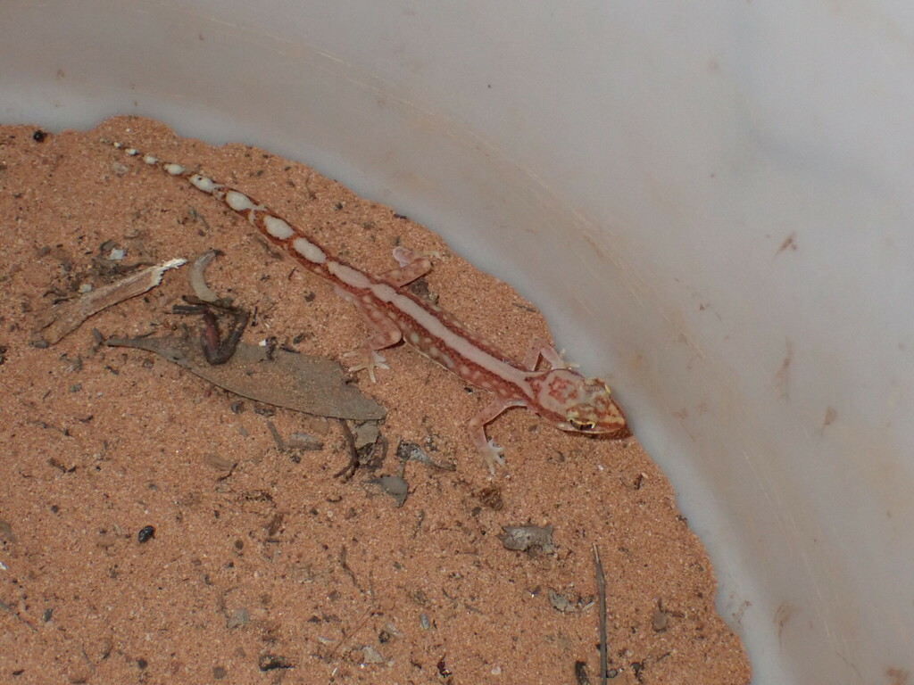 Beaded Gecko In November 2023 By Gen C · Inaturalist