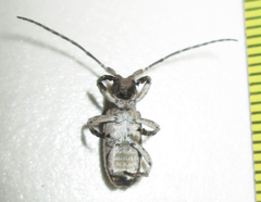 Hecyromorpha plagicollis