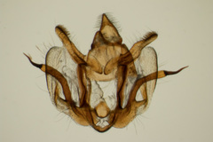 Glaucina erroraria