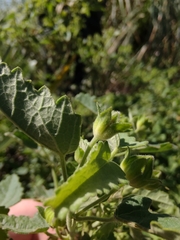 Pavonia xanthogloea, photograph Adriel Magnetti, CC0, iNaturalist via GBIF