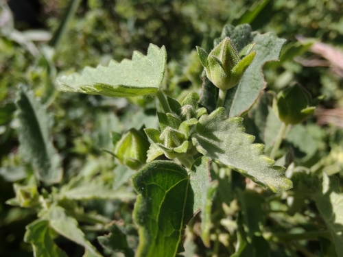 Pavonia xanthogloea, photograph 2