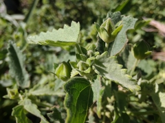 Pavonia xanthogloea, photograph Adriel Magnetti, CC0, iNaturalist via GBIF