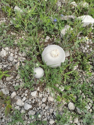 Epithelantha ilariae